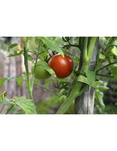 Cinta adhesiva sujetadora para plantas, VELCRO